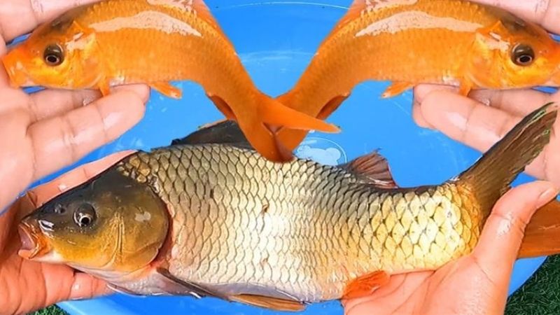Bảng tổng hợp: Mơ thấy cá đánh con gì?