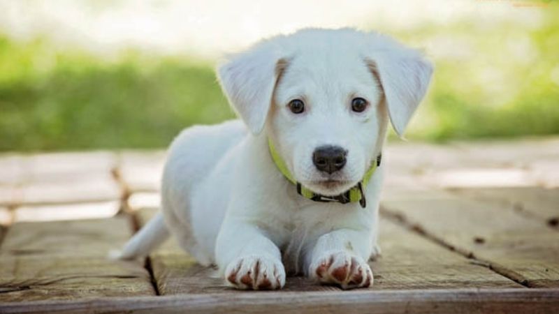Bảng Tổng Hợp: Mơ Thấy Chó Đánh Con Gì?