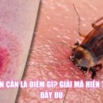 Bị Gián Cắn Là Điềm Gì? Giải Mã Hiện Tượng Đầy Đủ