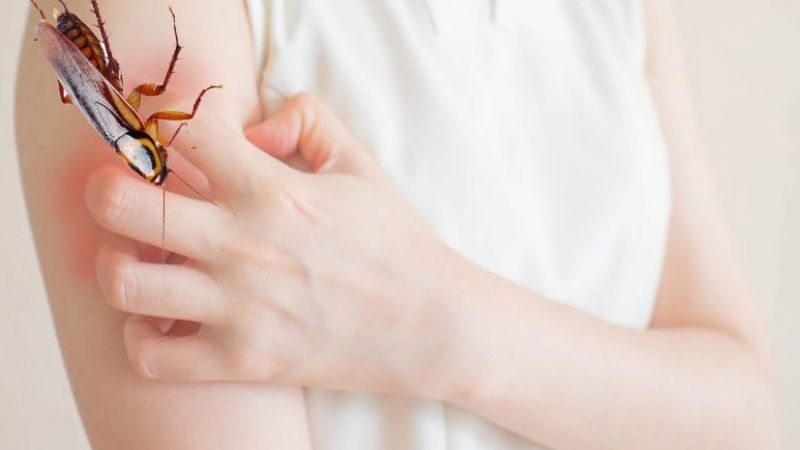 Bị gián cắn là điềm gì trong quan niệm dân gian?