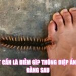 Bị Rết Cắn Là Điềm Gì? Thông Điệp Ẩn Chứa Đằng Sau