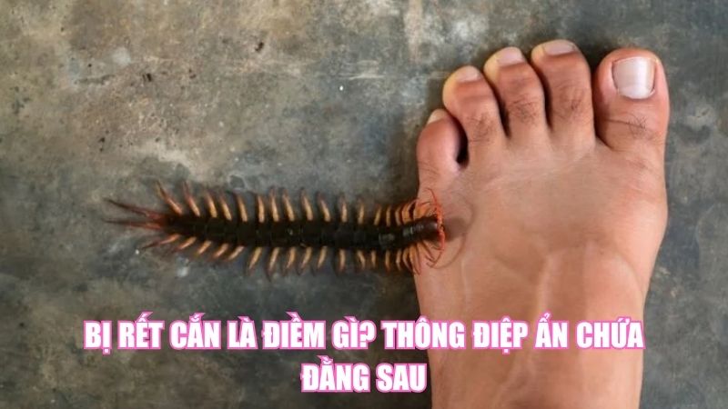 Bị Rết Cắn Là Điềm Gì? Thông Điệp Ẩn Chứa Đằng Sau