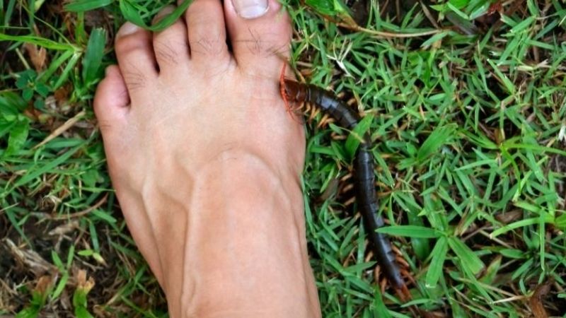 Bị rết cắn là điềm gì?
