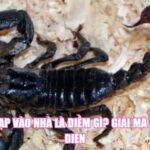 Bò Cạp Vào Nhà Là Điềm Gì? Giải Mã Toàn Diện