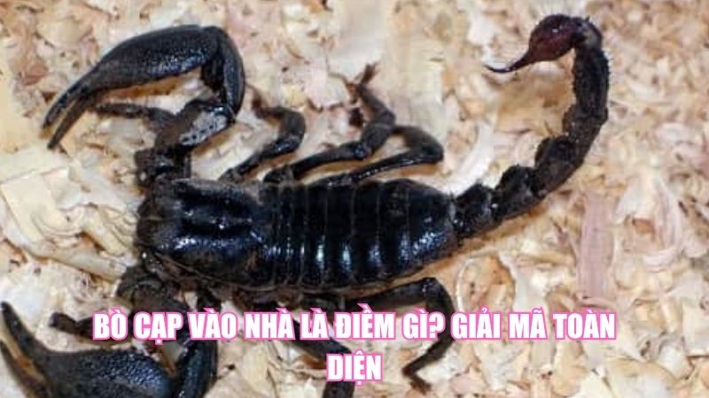 Bò Cạp Vào Nhà Là Điềm Gì? Giải Mã Toàn Diện