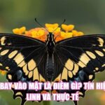 Bướm Bay Vào Mặt Là Điềm Gì? Tín Hiệu Tâm Linh Và Thực Tế