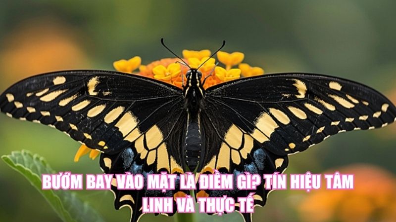 Bướm Bay Vào Mặt Là Điềm Gì? Tín Hiệu Tâm Linh Và Thực Tế