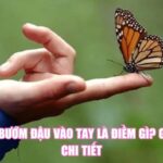 Bươm Bướm Đậu Vào Tay Là Điềm Gì? Giải Mã Chi Tiết