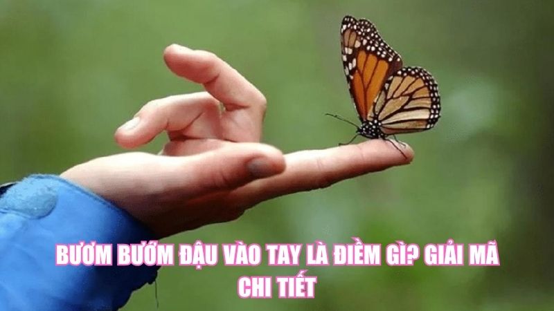 Bươm Bướm Đậu Vào Tay Là Điềm Gì? Giải Mã Chi Tiết