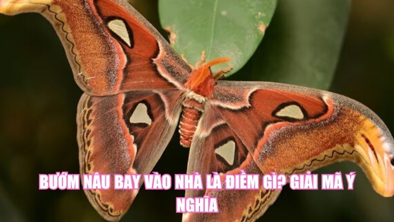 Bướm Nâu Bay Vào Nhà Là Điềm Gì? Giải Mã Ý Nghĩa
