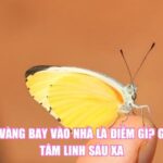 Bướm Vàng Bay Vào Nhà Là Điềm Gì? Giải Mã Tâm Linh Sâu Xa