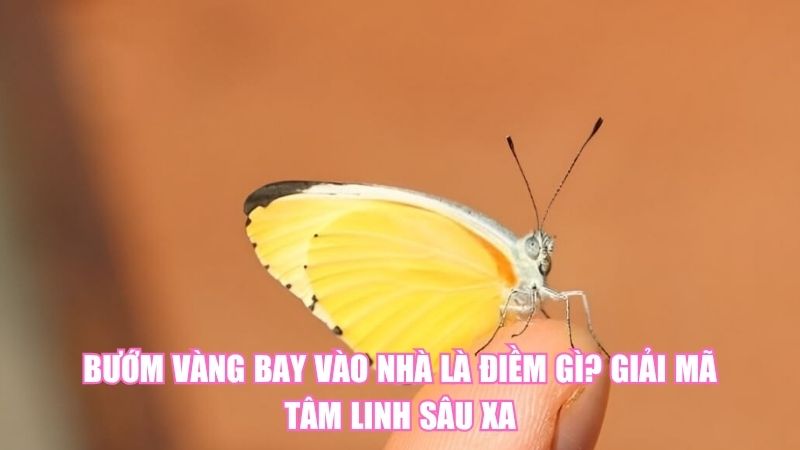 Bướm Vàng Bay Vào Nhà Là Điềm Gì? Giải Mã Tâm Linh Sâu Xa
