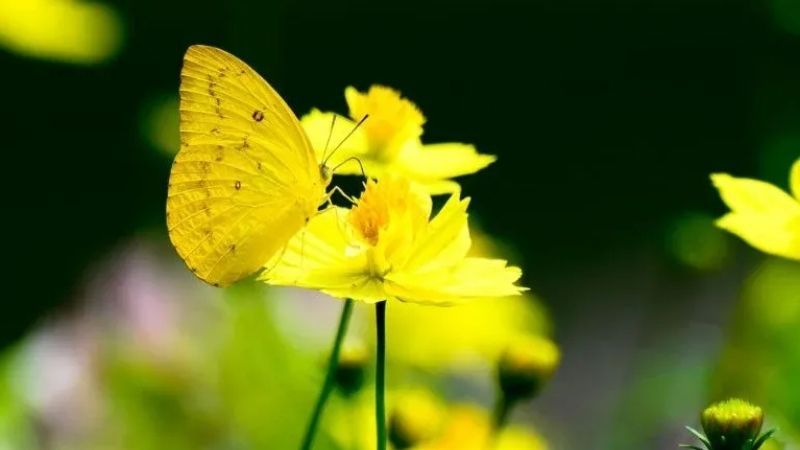 Bướm vàng bay vào nhà là điềm gì?