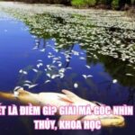 Cá Chết Là Điềm Gì? Giải Mã Góc Nhìn Phong Thủy, Khoa Học