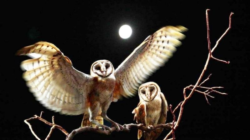 Cách hóa giải khi nghe chim heo kêu