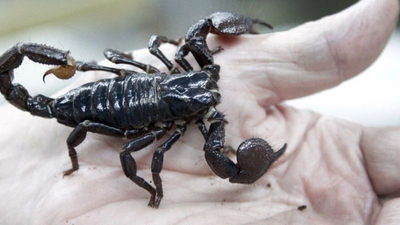 Cách Ứng Xử Khi Bò Cạp Vào Nhà