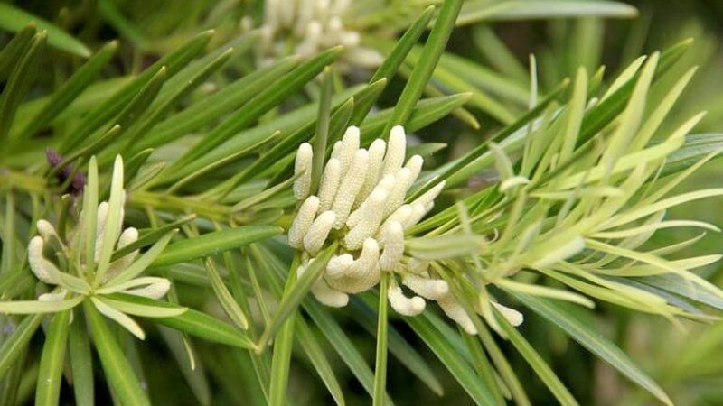 Cách Ứng Xử Khi Thấy Tre Nở Hoa