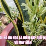 Cây Lưỡi Hổ Ra Hoa Là Điềm Gì? Giải Mã Bí Ẩn Về May Mắn