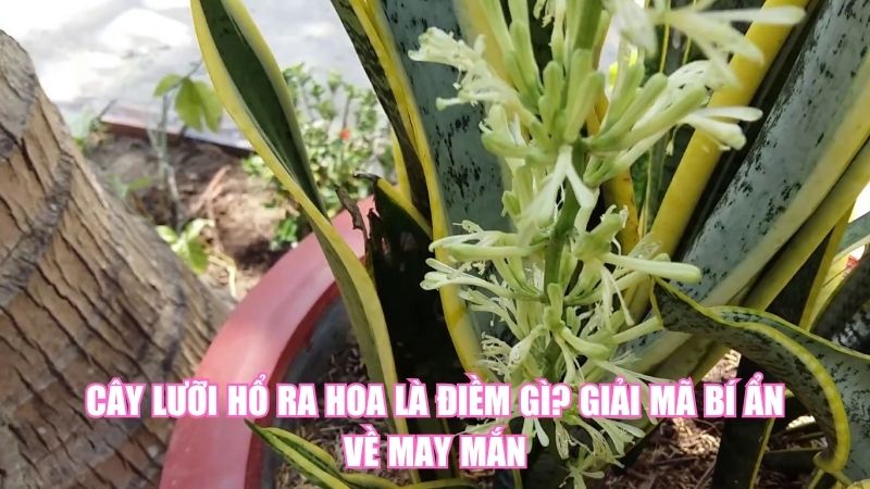 Cây Lưỡi Hổ Ra Hoa Là Điềm Gì? Giải Mã Bí Ẩn Về May Mắn