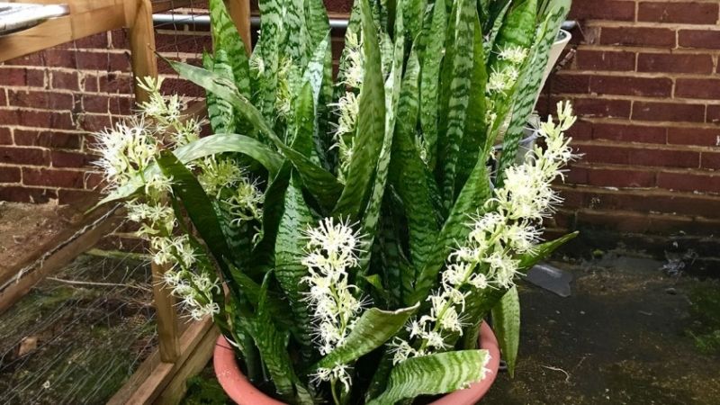Cây lưỡi hổ ra hoa là điềm gì trong phong thủy?