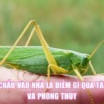 Châu Chấu Vào Nhà Là Điềm Gì Qua Tâm Linh Và Phong Thủy