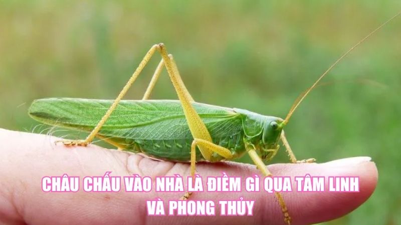 Châu Chấu Vào Nhà Là Điềm Gì Qua Tâm Linh Và Phong Thủy
