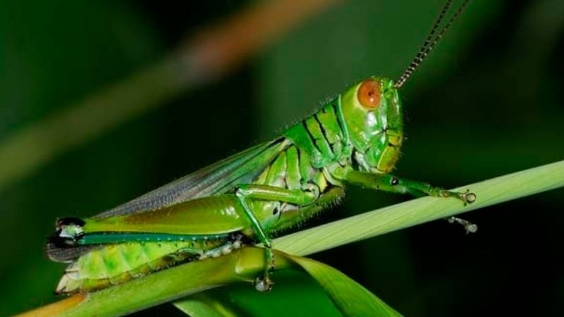 Châu Chấu Vào Nhà Là Điềm Gì Theo Dân Gian?