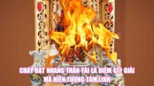 Cá Chết Là Điềm Gì? Giải Mã Góc Nhìn Phong Thủy, Khoa Học