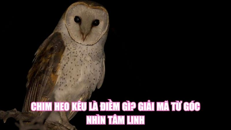 Chim Heo Kêu Là Điềm Gì? Giải Mã Từ Góc Nhìn Tâm Linh