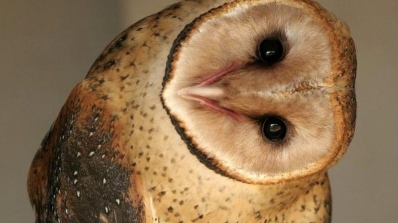 Chim heo kêu là điềm gì theo dân gian?