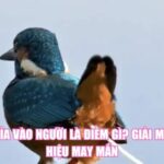 Chim Ỉa Vào Người Là Điềm Gì? Giải Mã Dấu Hiệu May Mắn