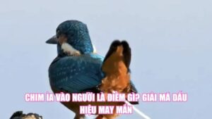 Cá Chết Là Điềm Gì? Giải Mã Góc Nhìn Phong Thủy, Khoa Học