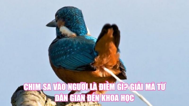 Chim Sa Vào Người Là Điềm Gì? Giải Mã Từ Dân Gian Đến Khoa Học