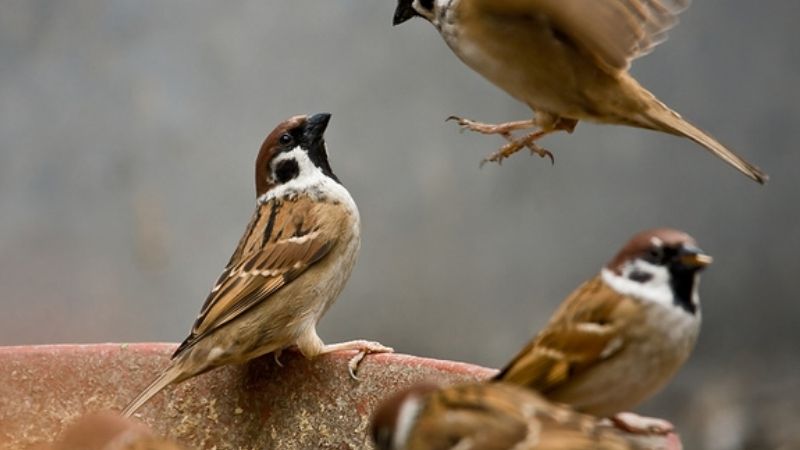 Chim Sa Vào Người Là Điềm Gì Theo Tâm Linh