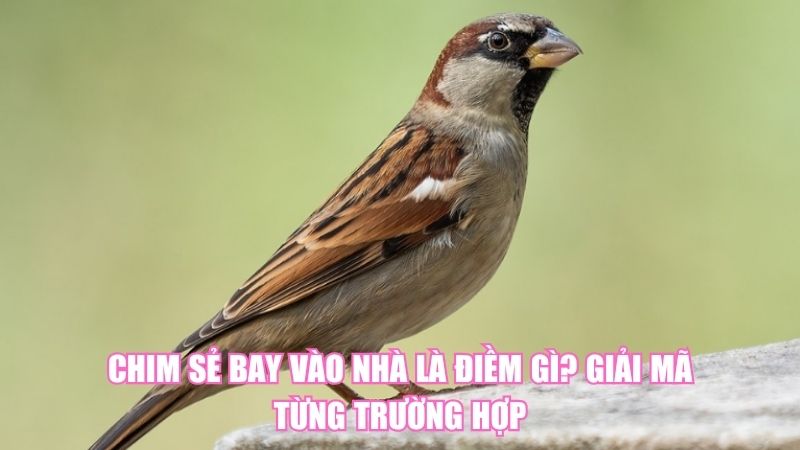 Chim Sẻ Bay Vào Nhà Là Điềm Gì? Giải Mã Từng Trường Hợp