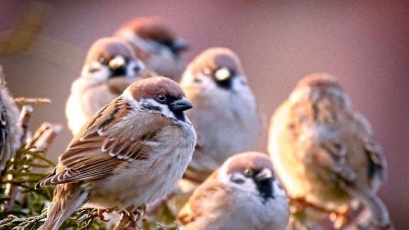 Chim Sẻ Bay Vào Nhà Theo Khoa Học