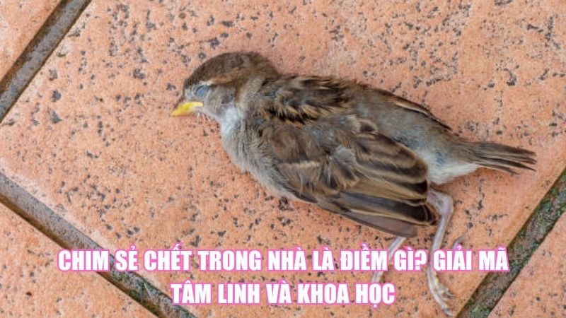 Chim Sẻ Chết Trong Nhà Là Điềm Gì? Giải Mã Tâm Linh Và Khoa Học