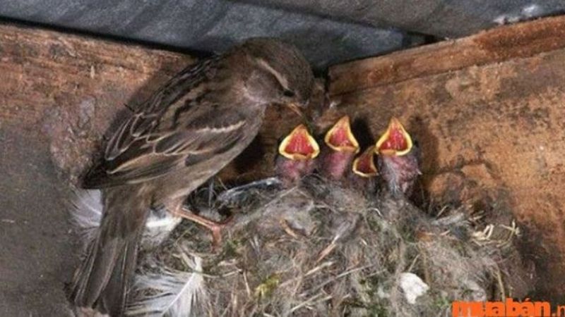 Chim sẻ chết trong nhà là điềm gì?