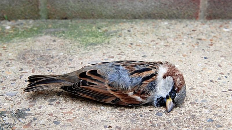 Chim sẻ trong phong thủy và văn hóa dân gian