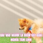 Chó Đái Vào Người Là Điềm Gì? Giải Mã Ý Nghĩa Tâm Linh