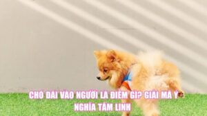 Chó Đái Vào Người Là Điềm Gì? Giải Mã Ý Nghĩa Tâm Linh