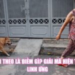 Chó Đi Theo Là Điềm Gì? Giải Mã Hiện Tượng Linh Ứng