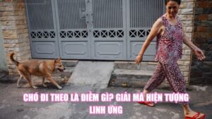 Chó Đi Theo Là Điềm Gì? Giải Mã Hiện Tượng Linh Ứng