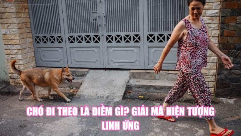 Chó Đi Theo Là Điềm Gì? Giải Mã Hiện Tượng Linh Ứng