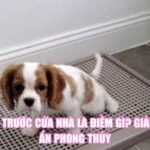 Chó Ỉa Trước Cửa Nhà Là Điềm Gì? Giải Mã Bí Ẩn Phong Thủy