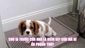 Cây Lưỡi Hổ Ra Hoa Là Điềm Gì? Giải Mã Bí Ẩn Về May Mắn