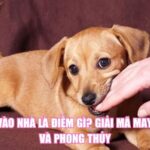 Chó Vào Nhà Là Điềm Gì? Giải Mã May Mắn Và Phong Thủy