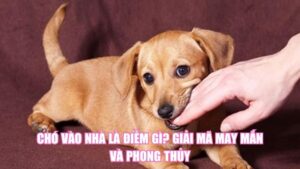 Chó Vào Nhà Là Điềm Gì? Giải Mã May Mắn Và Phong Thủy