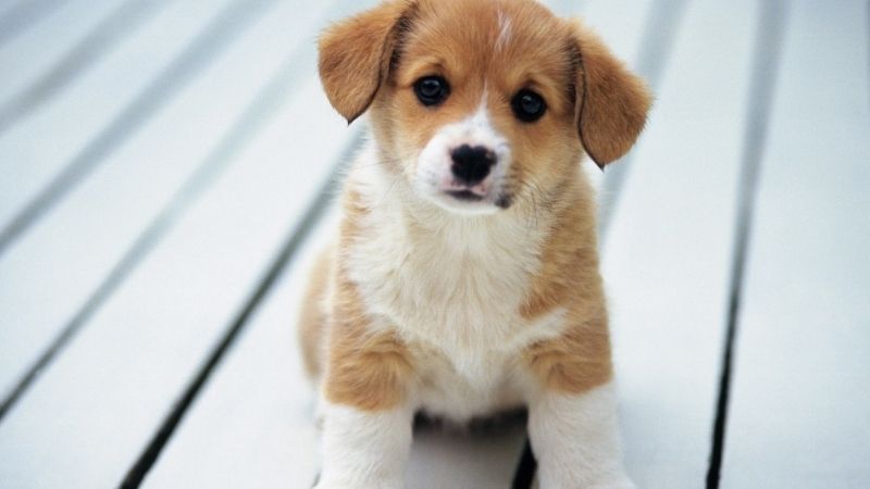 Chó Vào Nhà Là Điềm Gì?