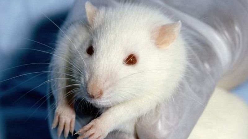 Chuột bạch và ý nghĩa biểu tượng trong văn hóa Á Đông